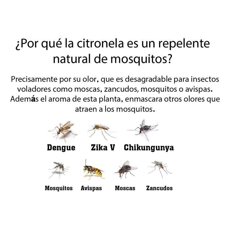 Parche Repelente Citronela Sin Deet Mosquitos Zancudos 24 U