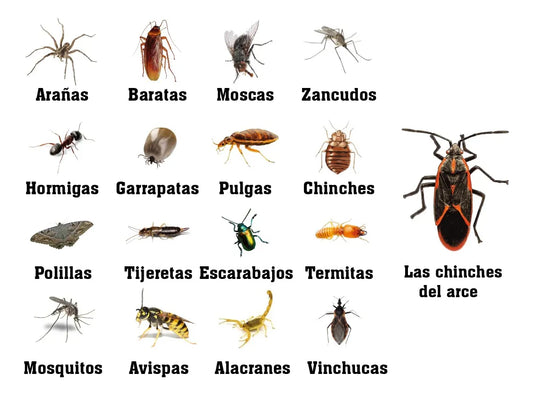 Cyperkill 25 EC | 50cc